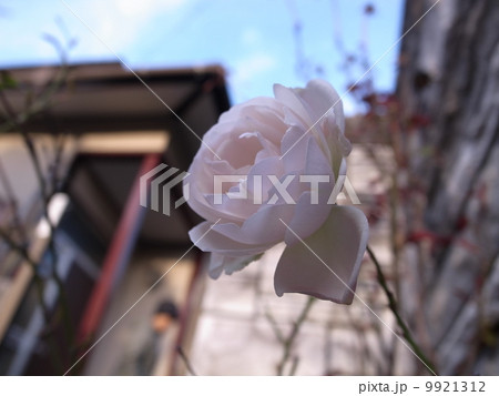 一輪のバラ 一輪のバラ 9921312