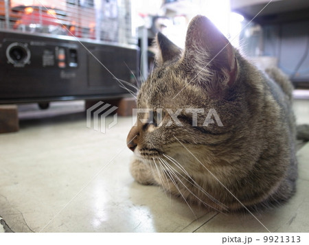 ストーブ前で暖をとる猫 ストーブ前で暖をとる猫 9921313