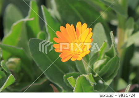 カレンデュラの花 9921724
