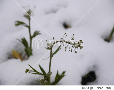 雪のナズナ 9921766