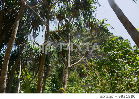 ピピ島　マヤビーチ 9921980