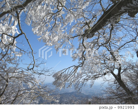 樹氷 9921993