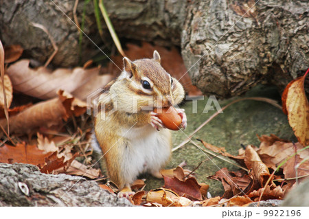 エゾシマリス エゾシマリス 9922196