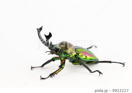 ニジイロクワガタ 9922227