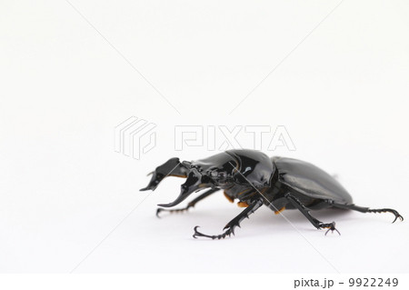 タランドゥスオオツヤクワガタ 9922249