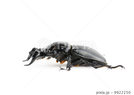 タランドゥスオオツヤクワガタ 9922250