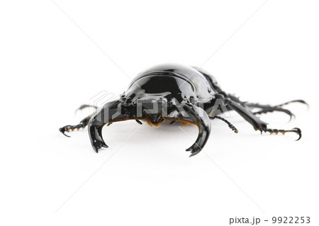 タランドゥスオオツヤクワガタ 9922253
