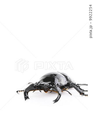 タランドゥスオオツヤクワガタ 9922254