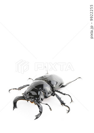 タランドゥスオオツヤクワガタ 9922255