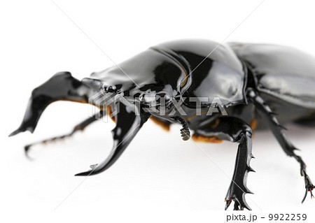 タランドゥスオオツヤクワガタ タランドゥスオオツヤクワガタ 9922259