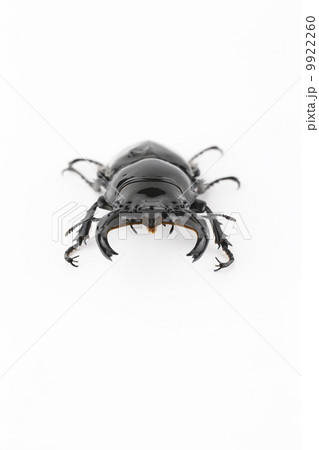 タランドゥスオオツヤクワガタ 9922260