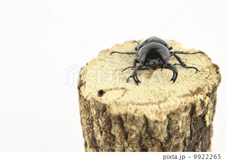 タランドゥスオオツヤクワガタ 9922265