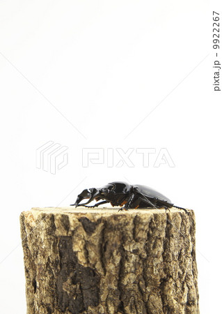 タランドゥスオオツヤクワガタ 9922267