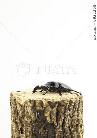 タランドゥスオオツヤクワガタ 9922268