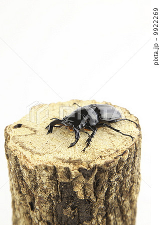 タランドゥスオオツヤクワガタ 9922269