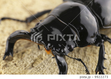タランドゥスオオツヤクワガタ 9922273