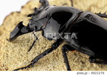 タランドゥスオオツヤクワガタ 9922276
