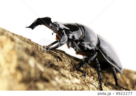 タランドゥスオオツヤクワガタ 9922277