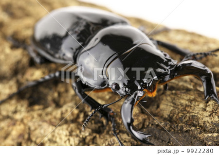 タランドゥスオオツヤクワガタ 9922280