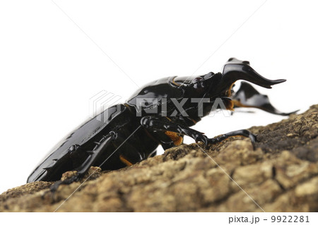 タランドゥスオオツヤクワガタ 9922281