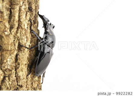 タランドゥスオオツヤクワガタ 9922282