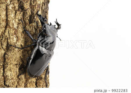 タランドゥスオオツヤクワガタ 9922283