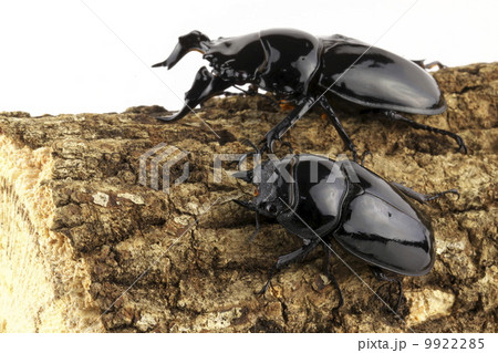 タランドゥスオオツヤクワガタ タランドゥスオオツヤクワガタ 9922285