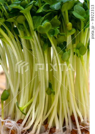 かいわれ大根-Raphanus sativus 9922313