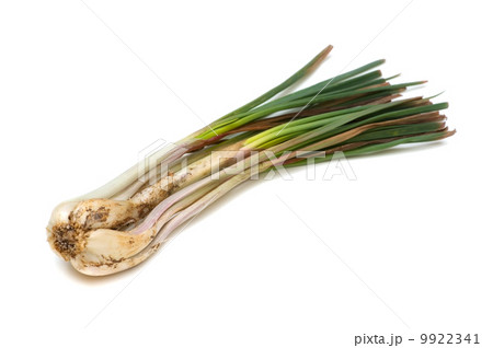 島らっきょう-Allium chinense 9922341