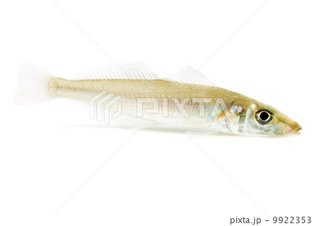 シロギス-Sillago japonica シロギス-Sillago japonica 9922353