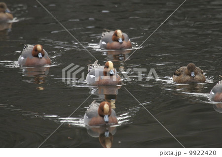 ヒドリガモ ヒドリガモ 9922420