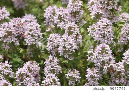 タイムの花 9922741