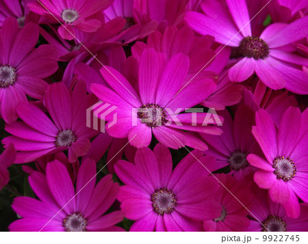 サイネリア サイネリア 9922745