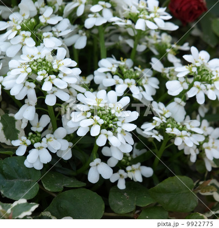 イベリス 9922775