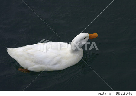 Duck Duck 9922946