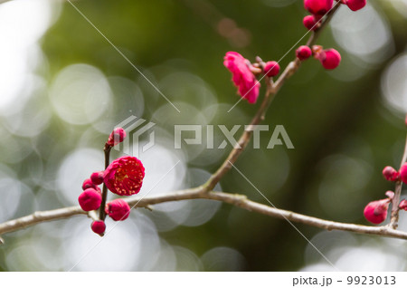 緋梅 9923013