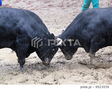 越後山古志、雨の中の闘牛 9923056