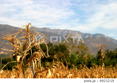 Harvest Time 9923219