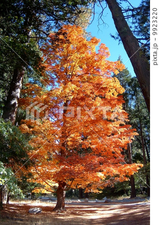 Autumn Tree Autumn Tree 9923220