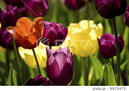Tulips of Istanbul 9923473