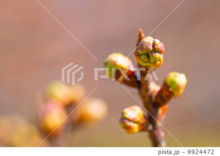 さくら さくら 9924472