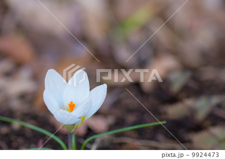 クロッカス 9924473
