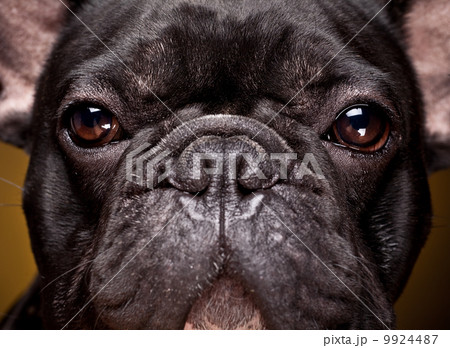 French bulldog puppy French bulldog puppy 9924487