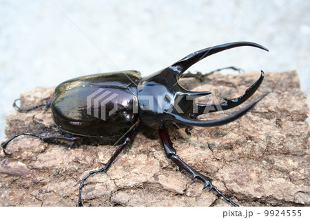 コーカサスオオカブト コーカサスオオカブト 9924555
