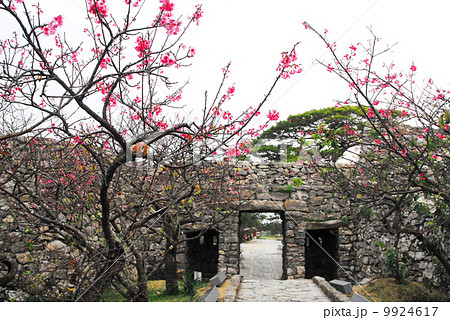 今帰仁城跡・平朗門の桜並木 9924617