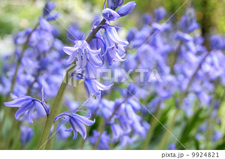 シラーカンパニュラータ（釣鐘水仙） 9924821