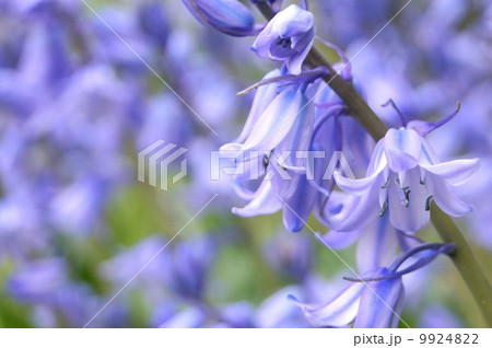 シラーカンパニュラータ(釣鐘水仙) シラーカンパニュラータ(釣鐘水仙) 9924822