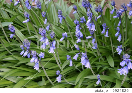 シラーカンパニュラータ（釣鐘水仙） 9924826