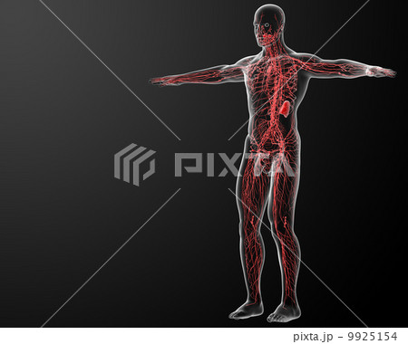lymphatic system - side view 9925154