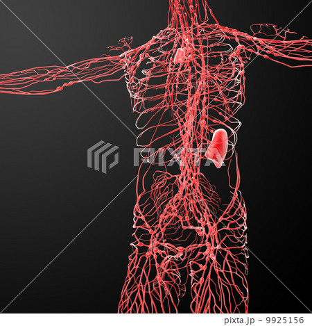 lymphatic system - front view lymphatic system - front view 9925156